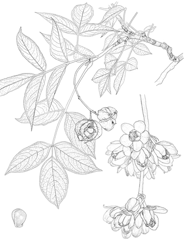 Staphylea pinnata